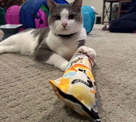 Cat cat kicker